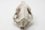 Fossil Oreodont (Merycoidodon) Skull - Wyoming #197347-3